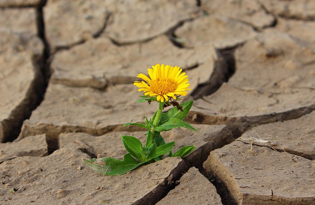Drought scene in Europe’s water crisis showing one flower in dry soil, representing reusing water and overcoming growing water losses across the continent.